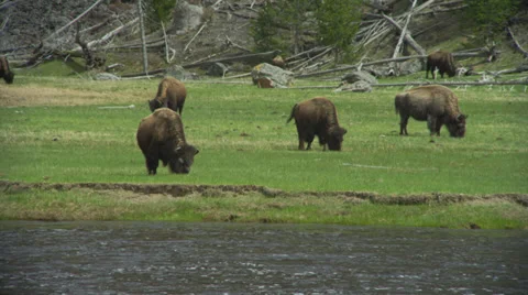 Bison Grazing in Yellowstone Stock Footage 35266325