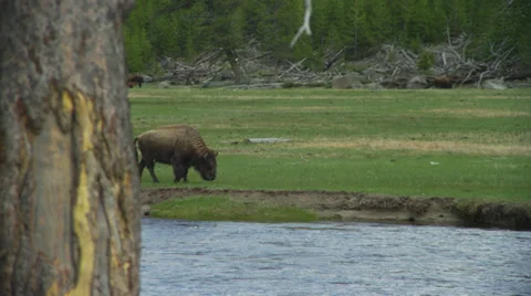Bison Grazing in Yellowstone Stock Footage 35267026