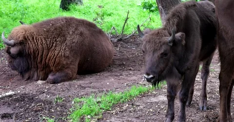 Bison is on the ground Stock Footage 77781238