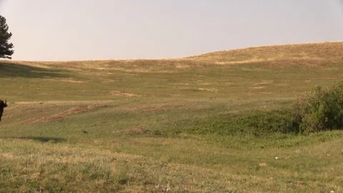 Bison group crossing prairie 스톡 동영상 119751048