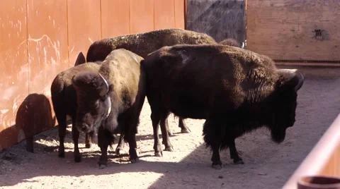 Bison group Vídeos de archivo 48614598