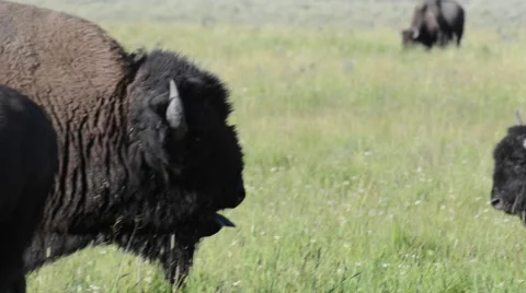 Bison Grunts ans Sticks Out Tongue Stock Footage 62841615