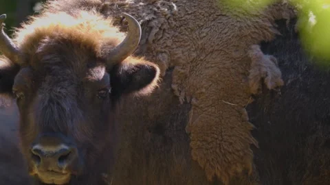 A Bison head  Stock Footage 243241688