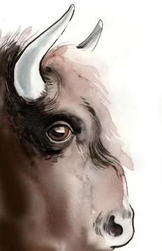 Bison head Stock Illustration