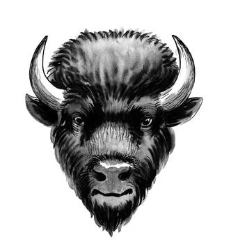 Bison head Stock Illustration