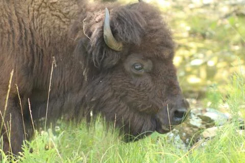 Bison head Foto stock