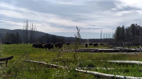 Bison Heard tranquilly Grazing on Prairie beside Woodlands Video stock 54633987