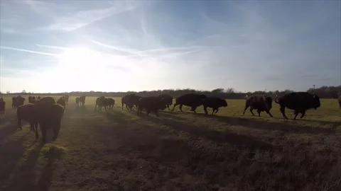 Bison Herd 2 High-Quality V2 3840x2160 Vídeo Stock 312410144
