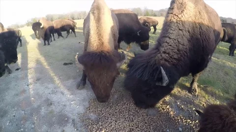 Bison Herd 2 High-Quality V2 3840x2160 Vídeo Stock 312410153