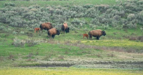 A bison herd and their calves grazing Stock Footage 337871258