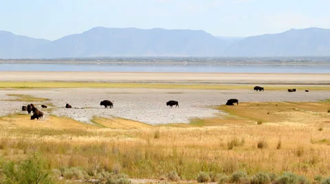 Bison herd antelope island Stock Footage 32425893