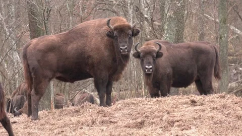 Bison herd in the autumn forest Stock Footage 249922786