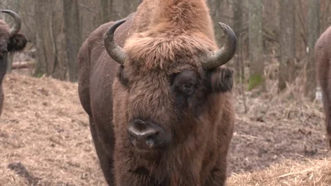 Bison herd in the autumn forest. Stock Footage 249923006