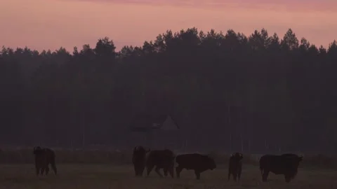 Bison herd in the autumn forest, sunny scene with big brown animal in the nature Stock Footage 164299820