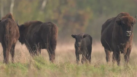 Bison herd in the autumn forest, sunny scene with big brown animal in the nature 스톡 동영상 164305786