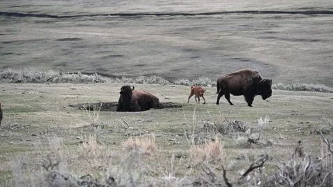 Bison herd, babies, and bison rolling in dust slow motion Stock Footage 312001496