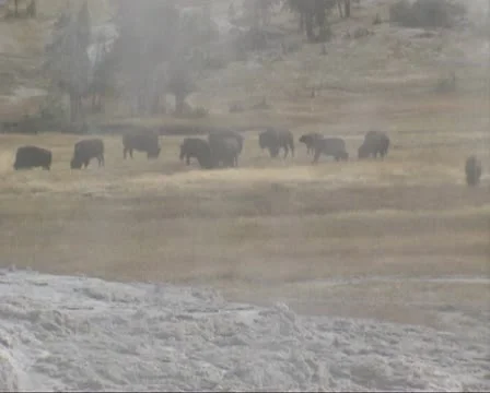 Bison herd behind rising damp in Yellowstone valley Stock Footage 22421196