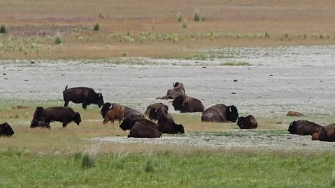 Bison herd with calves on beach at Antelope Island State Park Stock Footage 278767752