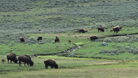 Bison Herd With Calves Grazing In Valley Stock Footage 130224082