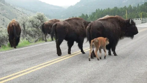 Bison herd with calves on the move Stock Footage 82143110