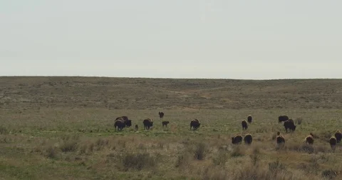 Bison herd with calves walking away Stock Footage 81417470