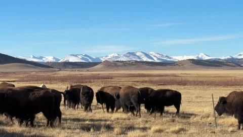 Bison Herd in Colorado Mountains Stock Footage 336690419