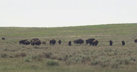 Bison herd with cows and calves and bull Stock Footage 82185828