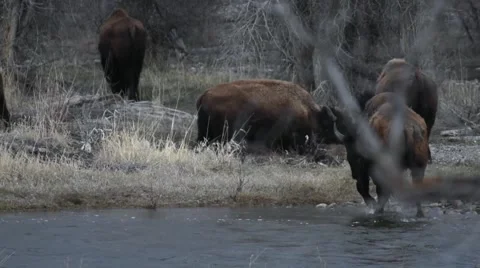 Bison herd crossing a river and rolling in dirt Stock Footage