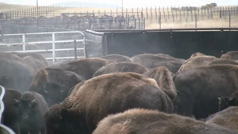 Bison Herd Crowded into Ranch Pen Stock Footage 121986430