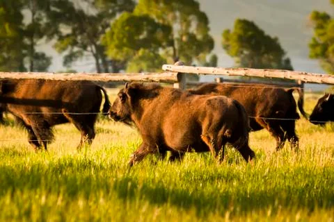Bison Herd at Dawn Stock Photos