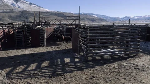 Bison Herd Entering The Sorting Corrals Stock Footage 130222670