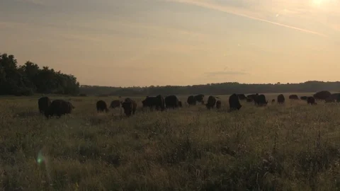 Bison herd feeding on prarrie 1 Stock Footage 119433487