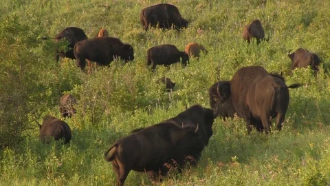 Bison herd feeding in tall grass 1 Stock Footage 119432016