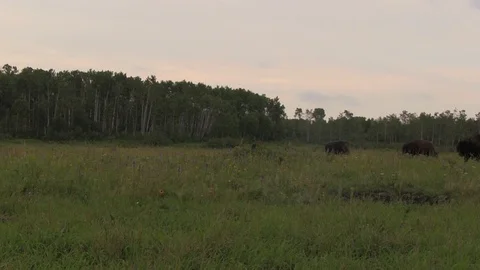 Bison herd feeding in tall grass 2 動画素材 119435467