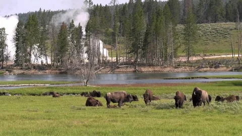 Bison Herd Five Stock Footage 282907757