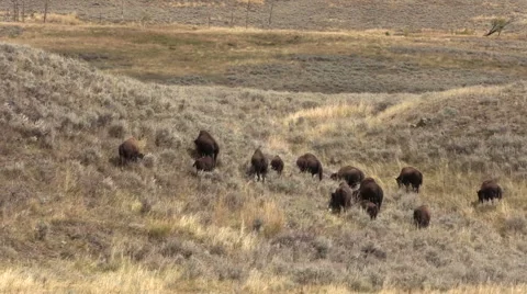 Bison Herd 库存影片 55368881