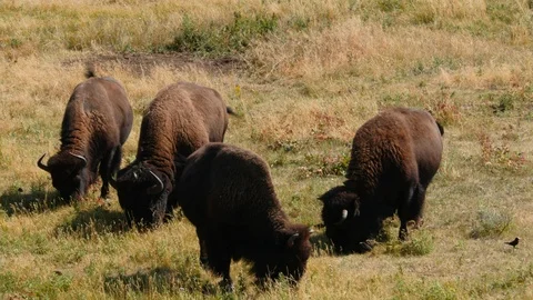 Bison herd Stock Footage 93418504