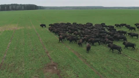 Bison herd Stock Footage 146113960