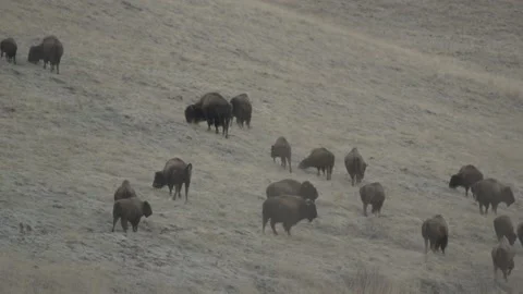 Bison Herd Stock Footage 152499084