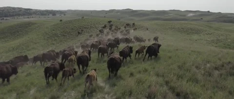 Bison Herd Stock Footage 238405468