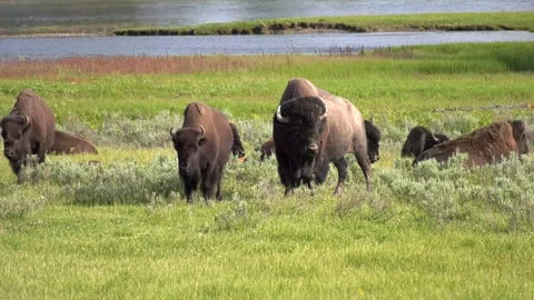 Bison Herd Four Stock Footage 282907753