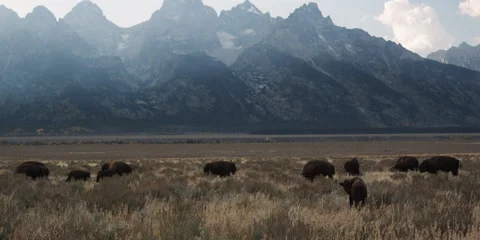 Bison herd in front of the Grand Teton mountain range in Wyoming Stock Footage 59216012