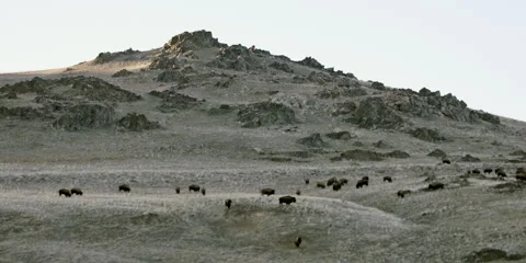 Bison herd on grass hillside at Antelope Island, Utah, 4k Stock Footage 241538136