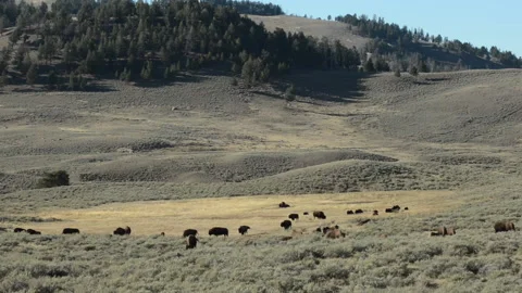 Bison herd on grass in the Lamar Valley, Yellowstone Video stock 168651959