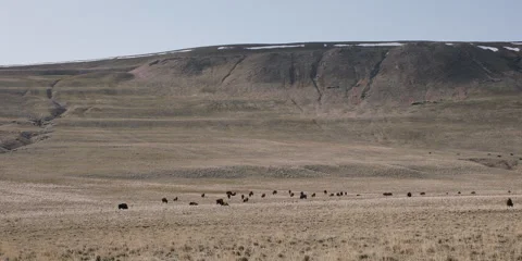Bison herd on grassy slope on Antelope Island State Park,  Utah, 4k Stock Footage 241537955