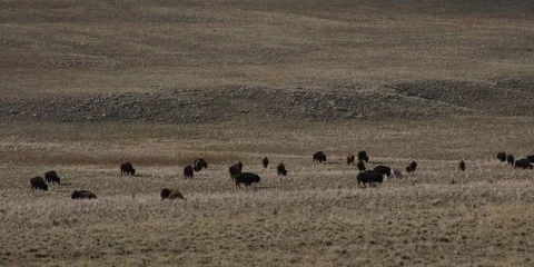 Bison herd grazing across grass slope, Antelope Island State Park, 4k Stock Footage 241537954