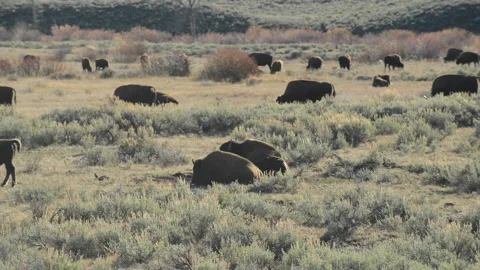 Bison herd grazing and dusting bath, Yellowstone Stock Footage 168651791