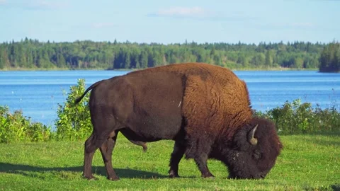 Bison Herd Grazing and Resting in Snowy Elk Island National Park Video stock 307981834