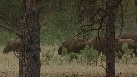 Bison Herd Grazing in Custer State Park in South Dakota Stock Footage 93091850