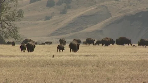 Bison Herd Grazing in Custer State Park in South Dakota Stock Footage 93332718